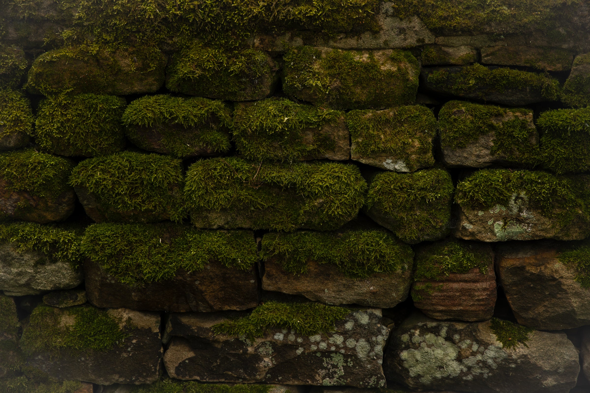 Moss-covered wall, Fifth Digit Capsule 001