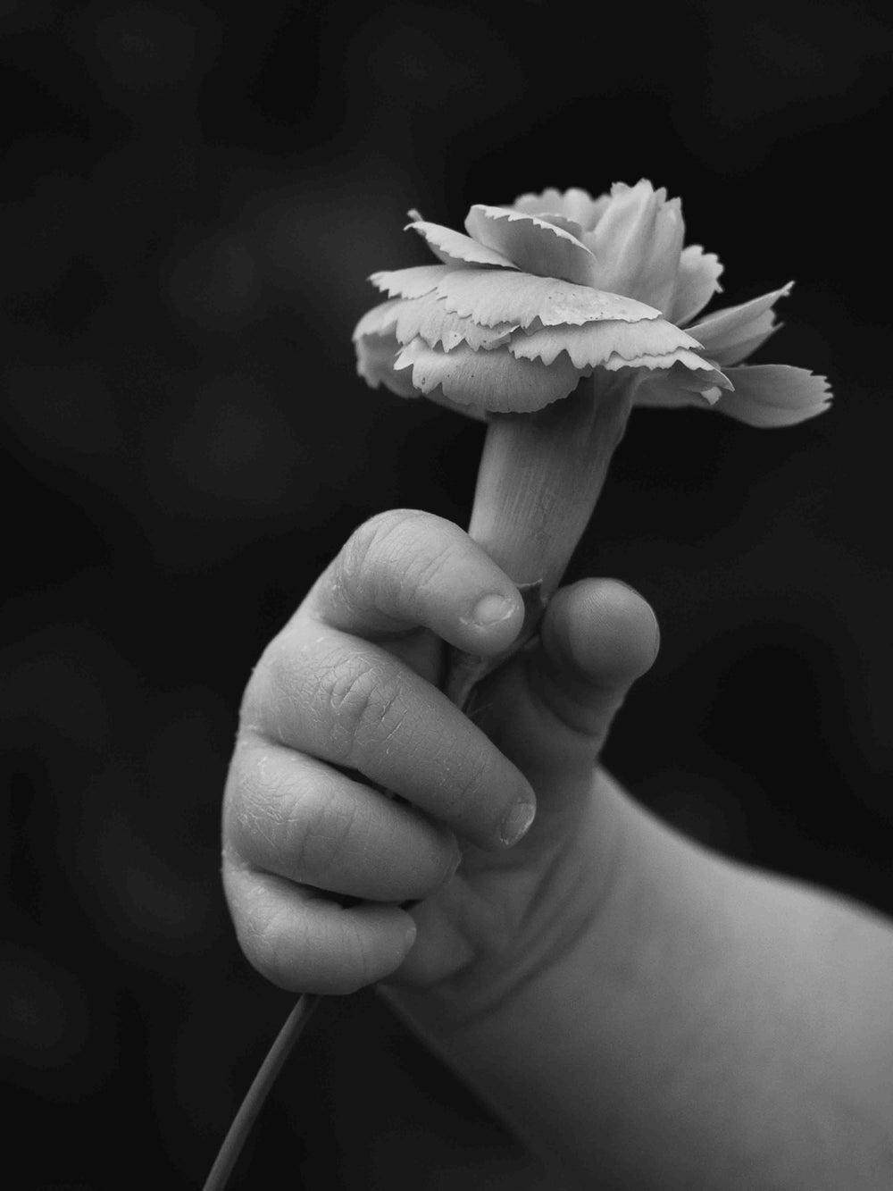 A small hand holds a single carnation. Black and white.
