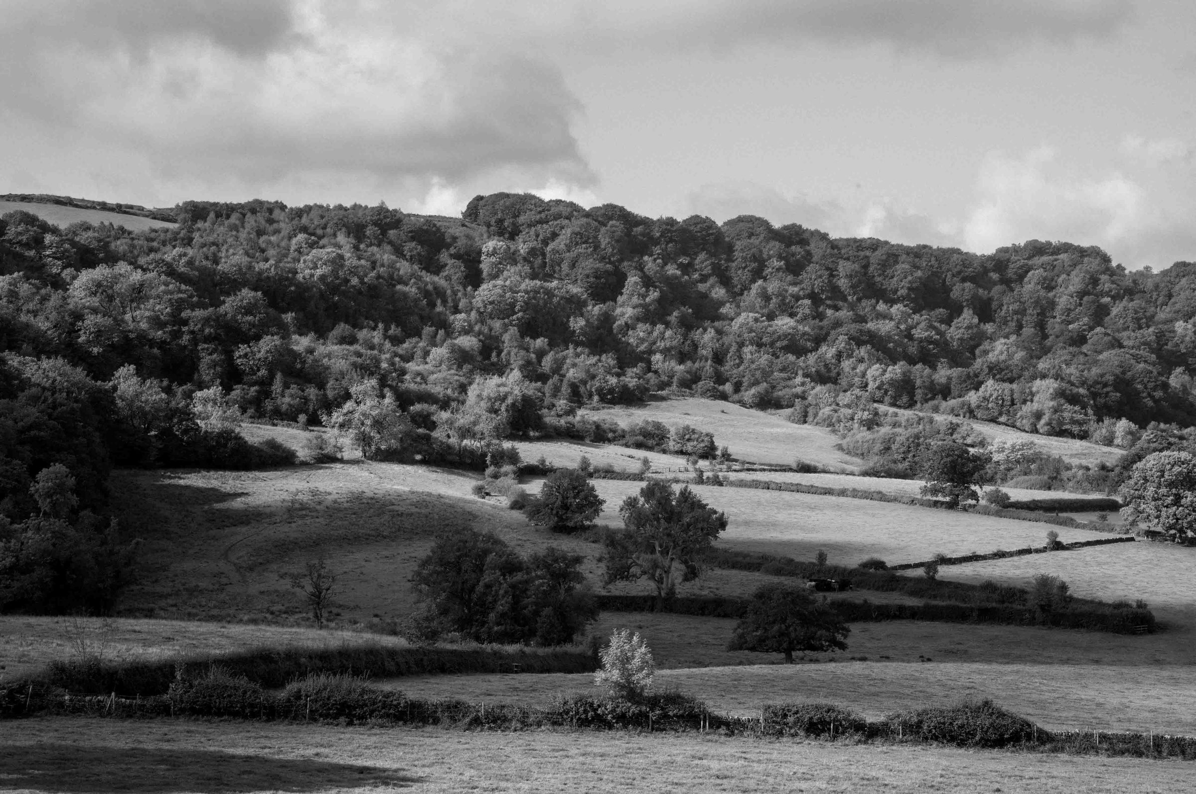 A wide rural landscape. Tree-covered hill above rolling fields and hedgerows. Black and white.
